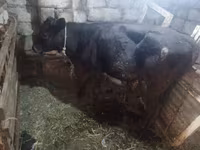 Kuh, Simmental cattle — Foto 4