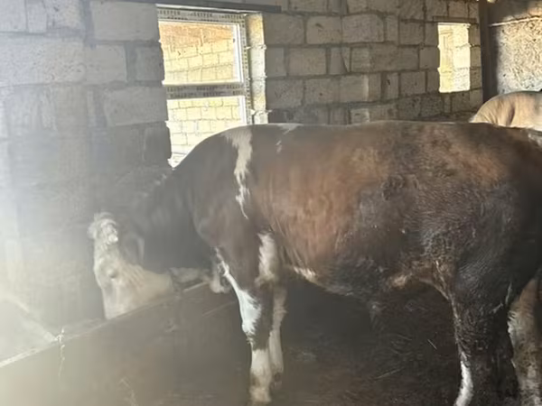 Buğa, Simmental cattle