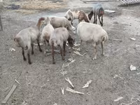 Qoç, Qoyunlar — foto 1