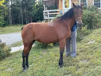 Stute, Standardbred — Foto 1