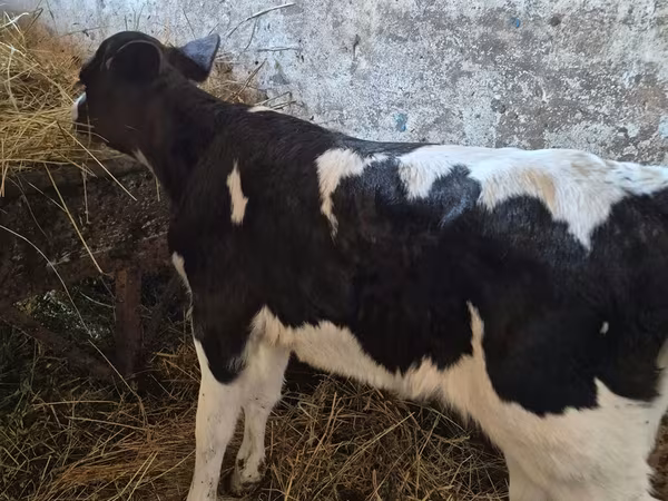 بقرة, Russian Black pied cattle