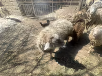 Sheep (batch, sex not specified), Sheep — photo 5
