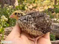 Японська — фото 7