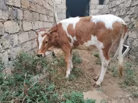 Krowa, Simmental cattle — zdjęcie 3