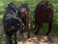 Sheep, Sheep — photo 3