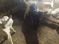 Cabro, Cabras — foto 2