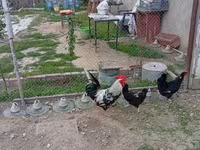 Chickens — foto 3