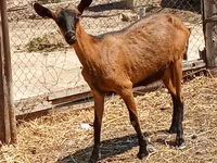Goat, Alpine goat — photo 1
