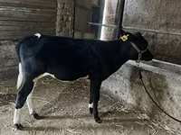 Qoramol (partiya, jinsi ko‘rsatilmagan), Russian Black pied cattle — 5-rasm