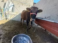 母牛, Cattle — 照片 3