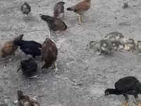 Chickens — photo 1
