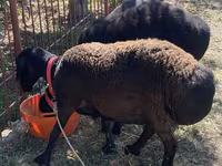 Sheep (batch, sex not specified), Sheep — photo 5