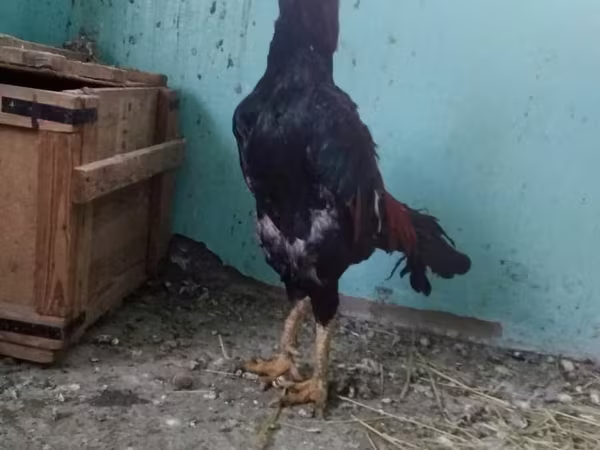 Chickens