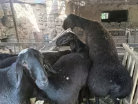 Qoç, Rhon sheep — foto 1