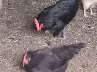 Chickens — फ़ोटो 1