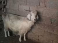 Dişi keçi, Alpine goat — foto 1