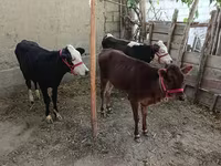 ВРХ (партія, стать не вказано), Казахська білоголова корова — фото 2