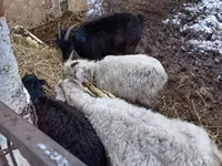 山羊（批次，未指定性别）, Goats — 照片 2
