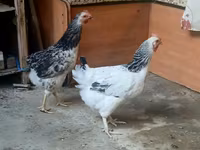 Chickens — photo 6