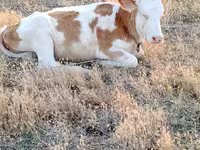 İnək, Mal-qara — foto 3