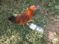 Chickens — الصورة 3