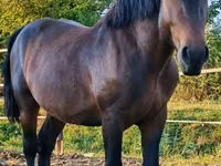 Aygʻir, Međimurje horse — 5-rasm