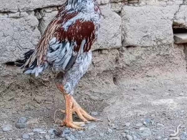 Chickens — Azerbaijan