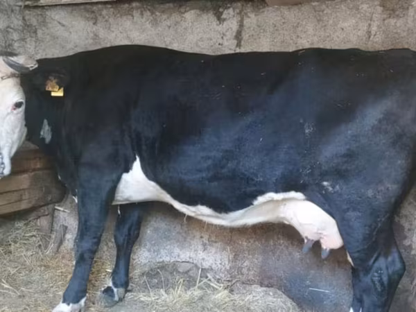 İnək, Russian Black pied cattle