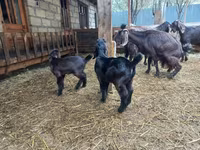 عنزة, Damask goat — الصورة 6