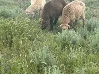 Ram, Sheep — photo 3