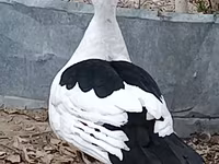 Ducks — Foto 4