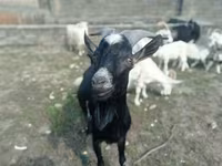 Billy Goat, Goats — photo 3
