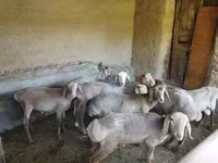 Qoyunlar (partiya, cinsi göstərilməyib), Qoyunlar — foto 6