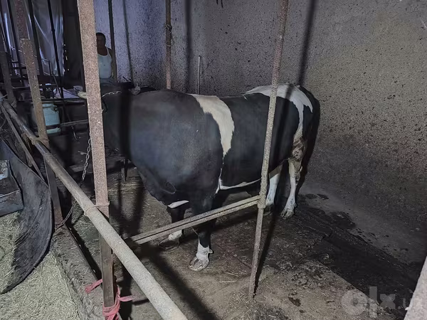 गाय, Russian Black pied cattle