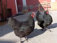 Australorp — photo 8