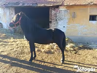 Cavalo, Cavalos — foto 2