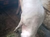 Boar, Ландрас — photo 2