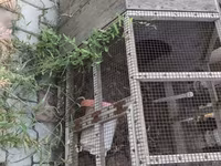 Taxta və metal tor konstruksiyalı quş qəfəsi/volyeri. Uzunsov formada — foto 3