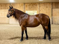 Madyan, Friesian — foto 4