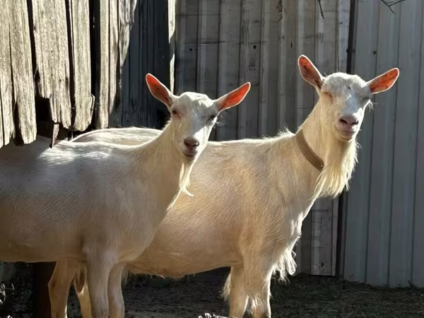 Goat, Saanen goat
