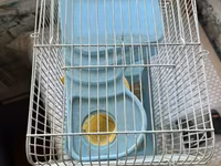 Hamster və balaca gəmiricilər üçün qəfəs - Rəng: açıq mavi plastik — الصورة 3