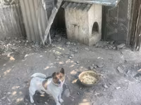 Kiçik ölçülü it evi – it üçün taxta budka - Material: qalın taxta — foto 1