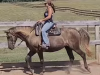 Yegua, Kentucky mountain daddle horse — foto 2