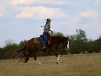 Cavalo, Quarter Horse — foto 6