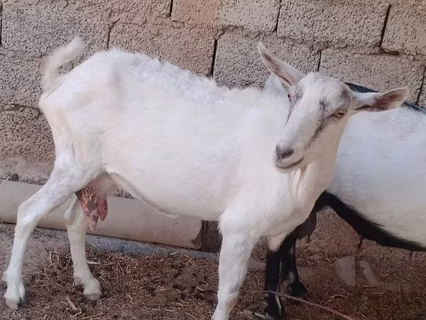 Ziege, Saanen goat