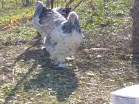 Brahma — photo 3