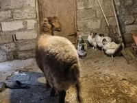 Ram, Sheep — photo 5