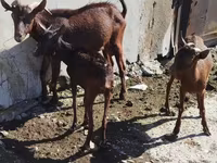 Dişi keçi, Keçilər — foto 4