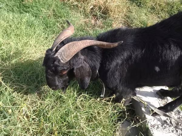 Ziegenbock, Ziegen