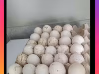 Turkeys — photo 1